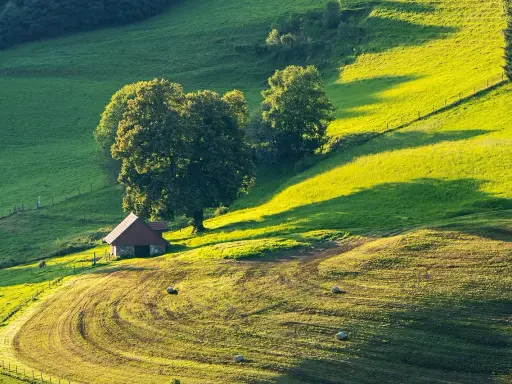 Działka siedliskowa z małym domkiem i drzewami, idealne miejsce na budowę domu.