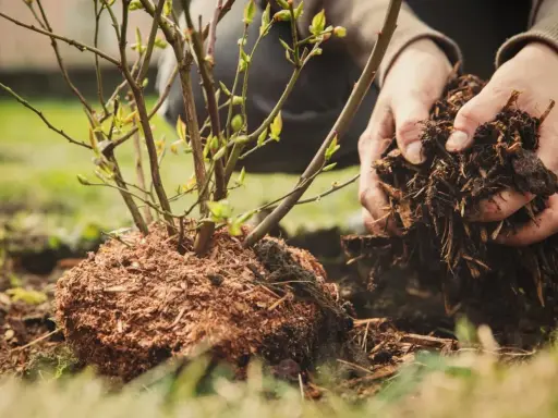 Ręce wsypują ziemię z korzeniami do dołka, przygotowując sadzenie borówki amerykańskiej.