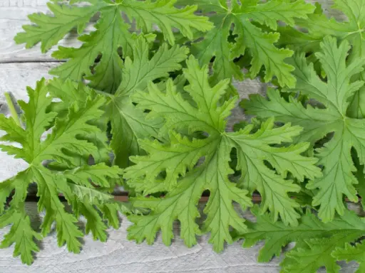 Liście pelargonii pachnącej, znanej z tego, że **anginka na co pomaga**, ułożone na drewnianym tle.