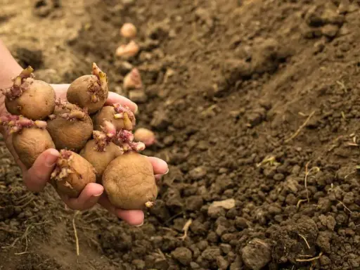 Main d'une personne tenant plusieurs pommes de terre germées, prêtes pour le semis. L'espacement pomme de terre est crucial pour une bonne récolte.