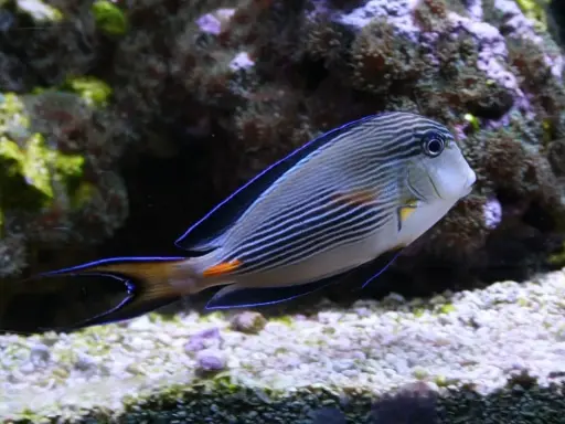 Oceanarium Jastrzębia Góra: Wielka atrakcja czy pułapka?