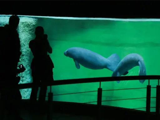 Afrykarium Wrocław: Bilety, ceny, godziny. Jak uniknąć kolejek?
