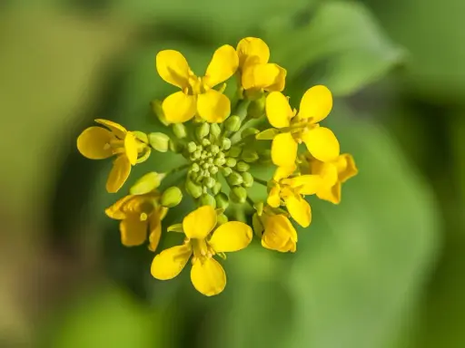 Grappe de petites fleurs jaunes vives, une fleur de moutarde éclatante sur fond vert flou.
