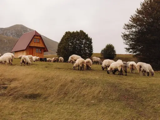 Stado owiec pasące się na łące obok drewnianego domu. Idealne miejsce na agroturystykę w górach Sowich.