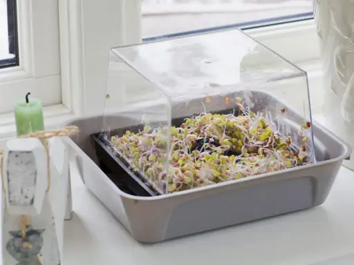 En bricka med färska groddar under ett plastlock. Enkelt att odla groddar hemma för en hälsosam kost.