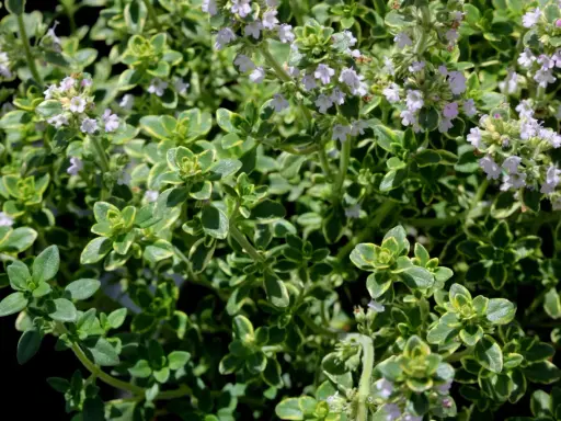 Gros plan sur un thym citron aux feuilles vertes et jaunes, parsemé de petites fleurs mauves.
