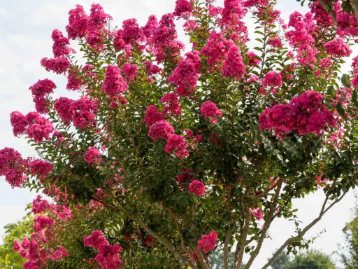Un lilas des Indes en pleine floraison, ses grappes de fleurs roses vibrantes promettent un entretien facile pour un été coloré.