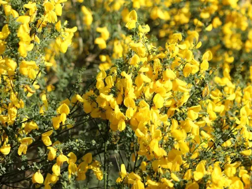 Gęsty krzew **ulex europaeus** obsypany jaskrawożółtymi kwiatami, tworzący słoneczny dywan.