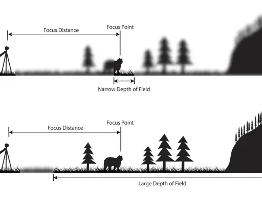 Illustrazione che mostra come la lunghezza focale influenzi la profondità di campo: un'immagine con messa a fuoco su un orso e sfondo sfocato (stretta profondità di campo) e un'altra con tutto nitido (ampia profondità di campo).