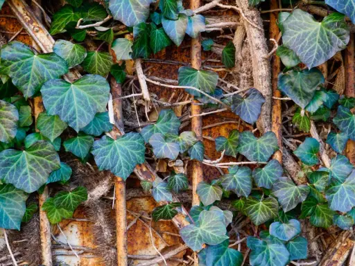 Le lierre grimpant, avec ses feuilles en forme de cœur, s'enroule sur des supports rouillés. Attention, sa croissance peut être un danger pour les structures.