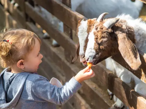Dziecko karmi kozę marchewką w zoo. Sprawdź zoo kraków cennik, by poznać ceny biletów i atrakcje.