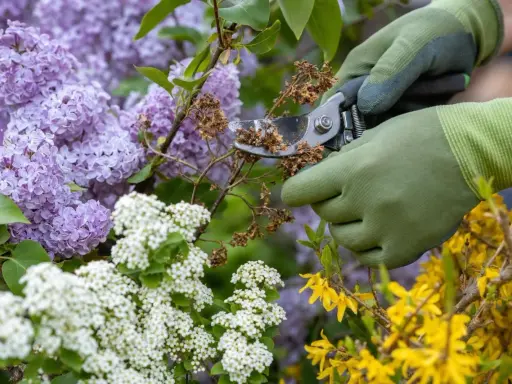 Mains gantées taillant des fleurs fanées sur des arbustes en fleurs. C'est le moment idéal pour savoir quand tailler les arbustes à fleurs.