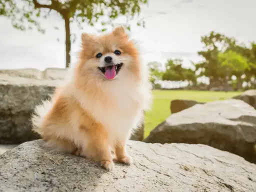 Un adorable spitz nain, joyeux et plein de vie, assis sur des rochers. Parfait pour découvrir les spitz nain avantages et inconvénients.