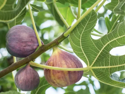 Reife Feigen hängen an einem Ast. Bald ist Zeit für den Feigenbaum schneiden, um die Ernte zu fördern.