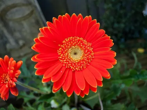 Jasna, pomarańczowa gerbera doniczkowa z mniejszym kwiatem w tle.