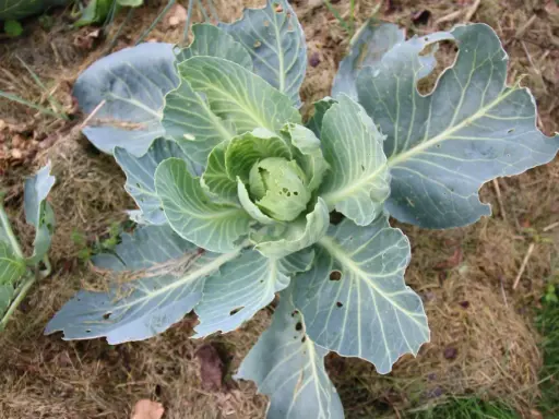 Un chou vert, aux feuilles légèrement trouées, pousse sur un sol couvert de paille. On dirait une petite pyrite du chou prête à être récoltée.