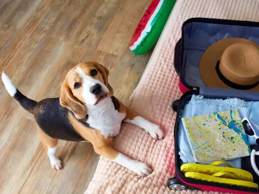 Beagle leży obok otwartej walizki, gotowy na wyjazd z psem. W walizce mapa, kapelusz i klapki.