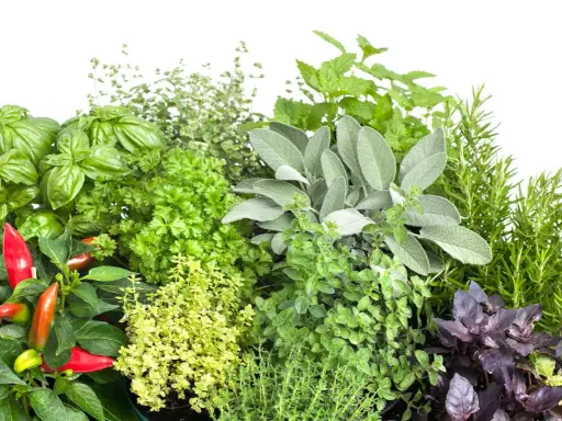Un assortiment de plantes aromatiques : basilic, persil, sauge, romarin, thym, menthe, origan et piments rouges.
