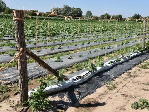 Champ de culture de cornichons, avec des plants guidés par un grillage et des tuteurs en bois.
