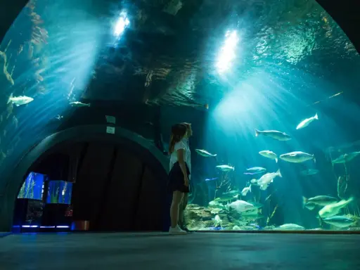 Ozeaneum Stralsund bilety: Kup online, omiń kolejki i oszczędź!