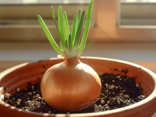 Un oignon qui germe dans un pot en terre cuite, ses jeunes pousses vertes se dressent fièrement vers la lumière.