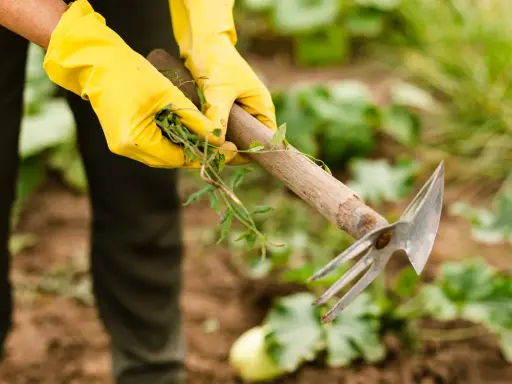 Mains gantées de jaune arrachant des mauvaises herbes du jardin avec une houe.