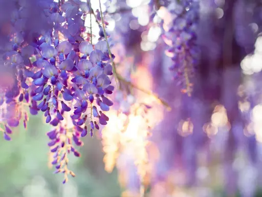 Hängande klasar av lila blåregn mot en mjukt suddig bakgrund. Solen lyser igenom blommorna och skapar en drömsk, nästan magisk atmosfär.