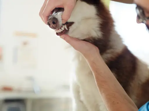 Weterynarz bada blade dziąsła u psa rasy husky. Pies ma biało-brązową sierść.