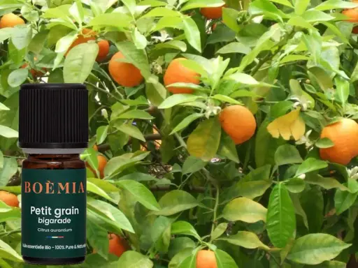 Flacon d'huile essentielle Petit grain bigarade devant un bigaradier. Bien que ses bienfaits soient nombreux, il faut connaître les effets secondaires du petit grain bigarade.