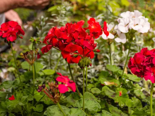 Czerwone i białe pelargonie kwitnące, idealne na słoneczny balkon. W tle widać dłonie osoby pielęgnującej rośliny.