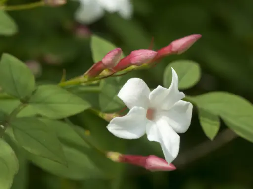 Fleur de jasmin blanche et ses boutons roses. Pour savoir comment entretenir un jasmin grimpant, observez sa croissance.