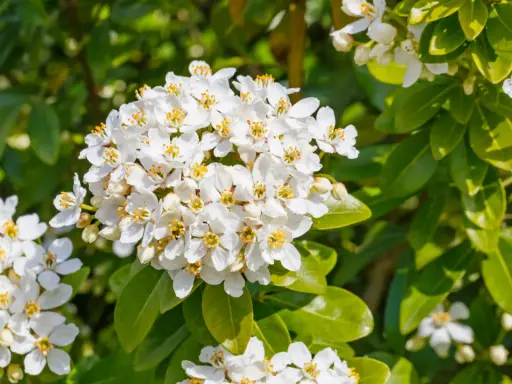 Gros plan sur des grappes de fleurs blanches parfumées de l'oranger du Mexique, aux feuilles vertes brillantes. Une taille bien taillée révèle sa floraison abondante.