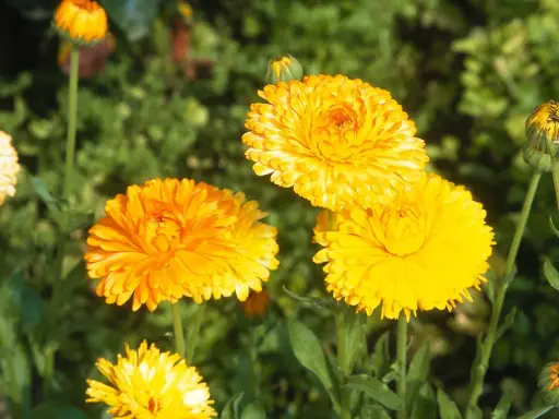 Plusieurs soucis fleur aux couleurs vives illuminent le jardin, leurs pétales d'un jaune éclatant contrastant avec le vert du feuillage.