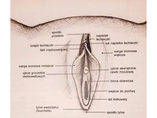 Ilustracja przedstawia budowę łechtaczki i okolic, z zaznaczonym napletkiem, żołędzią, wargami sromowymi i innymi elementami anatomicznymi.