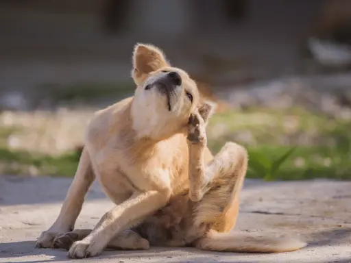 Un chien roux se gratte l'oreille avec sa patte arrière, le regard levé. Il semble que mon chien a des puces.