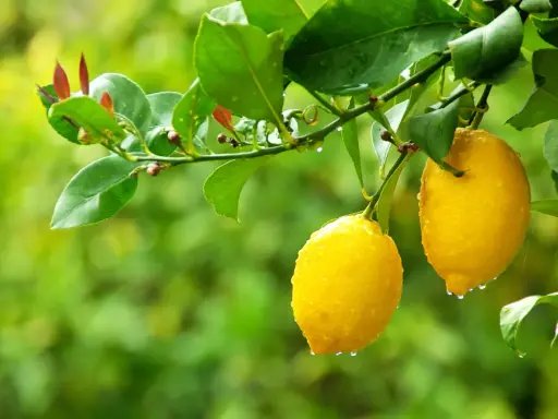 Citronnier 4 saisons : deux citrons jaunes brillants, couverts de gouttes de pluie, pendent sur une branche feuillue.