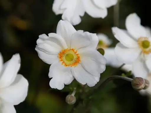 Anémone du Japon blanche aux pétales délicats et au cœur jaune orangé, épanouie dans un jardin.