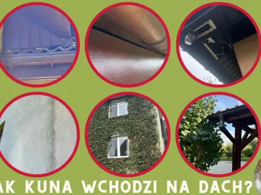 Kuna wchodzi na dach, pokazane są różne miejsca, gdzie może się dostać: rynny, drewniane elementy, pod okapem, ściana, zarośnięty dom i drzewa.