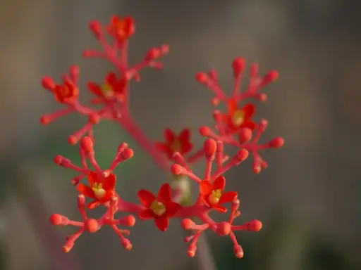 Jatropha podagrica w pełnym rozkwicie, z drobnymi, jaskrawoczerwonymi kwiatami i pąkami na cienkich łodyżkach.
