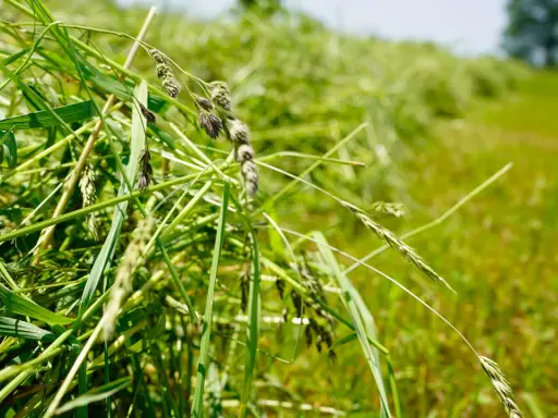 Close-up of freshly cut grass, ready for drying. The green stalks and seed heads are vibrant, hinting at the natural hay preservative qualities of the field.