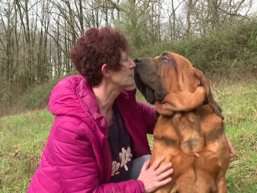 Une femme embrasse tendrement son chien Bruno Saint Hubert, un magnifique Saint-Bernard, dans un pré.