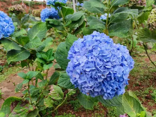Grandes racimos de **plantas acidófilas** de color azul vibrante, con hojas verdes exuberantes.