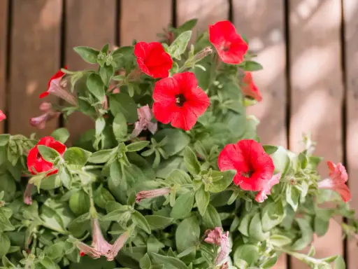 Vibrant red petunias bloom, their trumpet-shaped flowers reaching out. These plants are known to spread, creating a lush display of color.