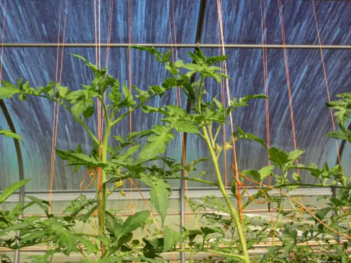 Jeunes plants de tomates dans une serre, soutenus par des fils pour les tuteurer.