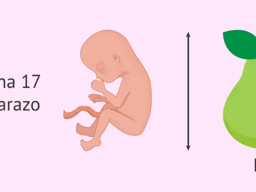 Bebé de 17 semanas de embarazo, similar en tamaño a una pera.