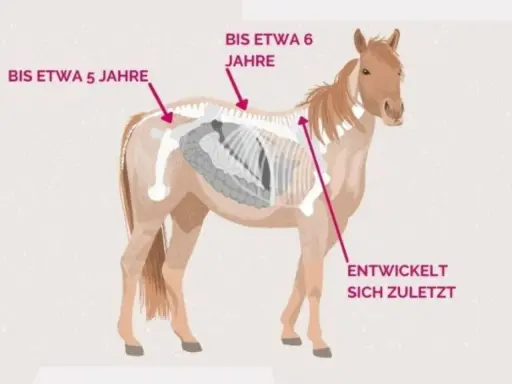 Ein Pferd mit Skelett-Illustration. Pfeile zeigen auf verschiedene Körperteile und geben Altersangaben an, z.B. "Bis etwa 5 Jahre".