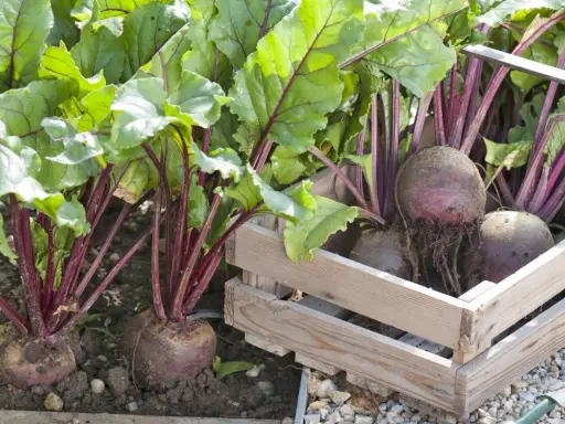 Frisch geerntete rote beete pflanzen mit kräftigen grünen Blättern und dunklen Stielen, einige in einer Holzkiste, andere noch im Boden.