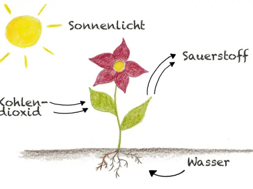 Die Sonne liefert Licht für die Fotosynthese im Blatt. Das Blatt nimmt Kohlendioxid auf und gibt Sauerstoff ab. Wasser wird von den Wurzeln aufgenommen.