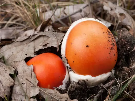 Insalata di Ovuli: Ricetta, Sicurezza e Segreti del Fungo Reale