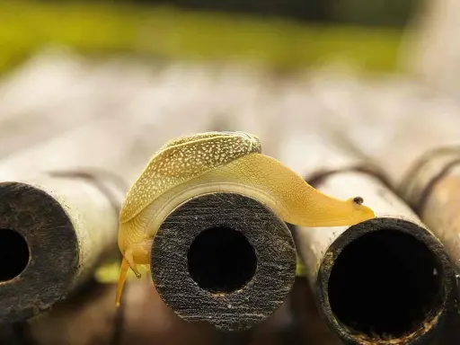 Gelbe Schnecke kriecht über Bambusrohre. Vorsicht vor dem **schneckenkorn giftig**, es könnte ihr zum Verhängnis werden.